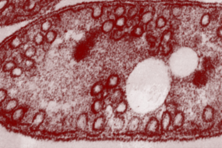 Live Cell Studies activities within the Engel Group